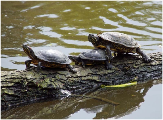 Gelbwangenschildkröte Sex am See