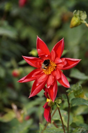 Dahlie Rot mit Hummel