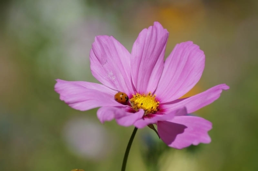 Marienkäfer auf Blume