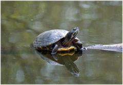 Gelbwangenschildkröte auf Ast im See