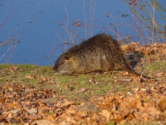 Biberratte-Nutria am Wasser