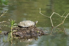 Schildkröte auf Nest