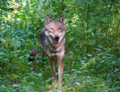 Wolf Front Gebüsch