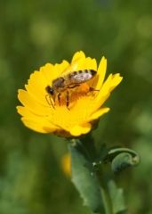 Butterblume mit Biene