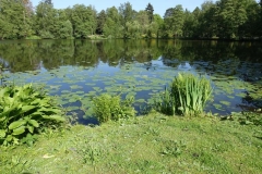 Am Teich