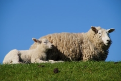 Schafs Familie